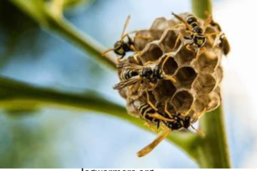 Wasp Nest