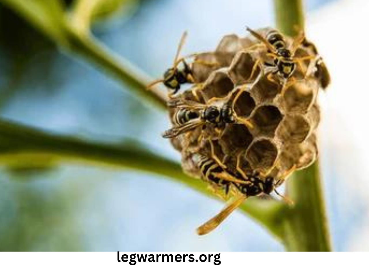 Wasp Nest