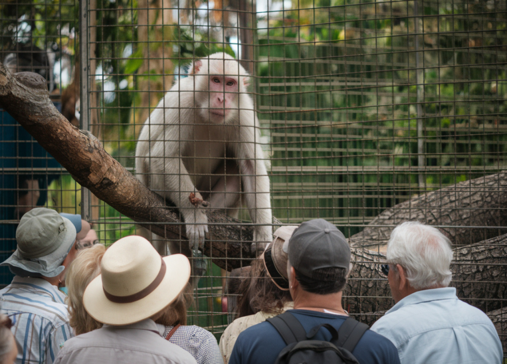 Navigate albino-monkey.net Travel Archives