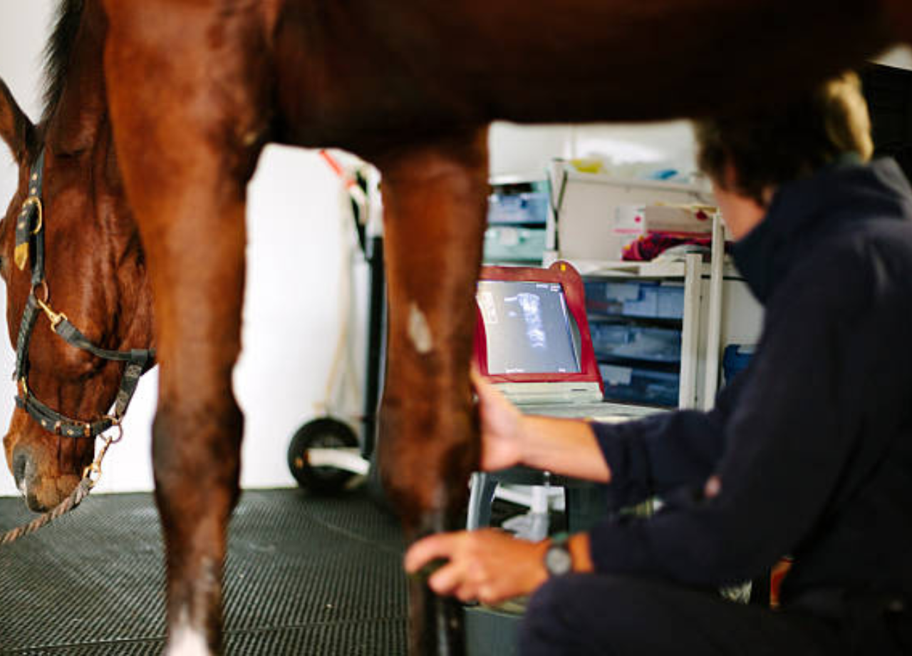 NS Horse Screen